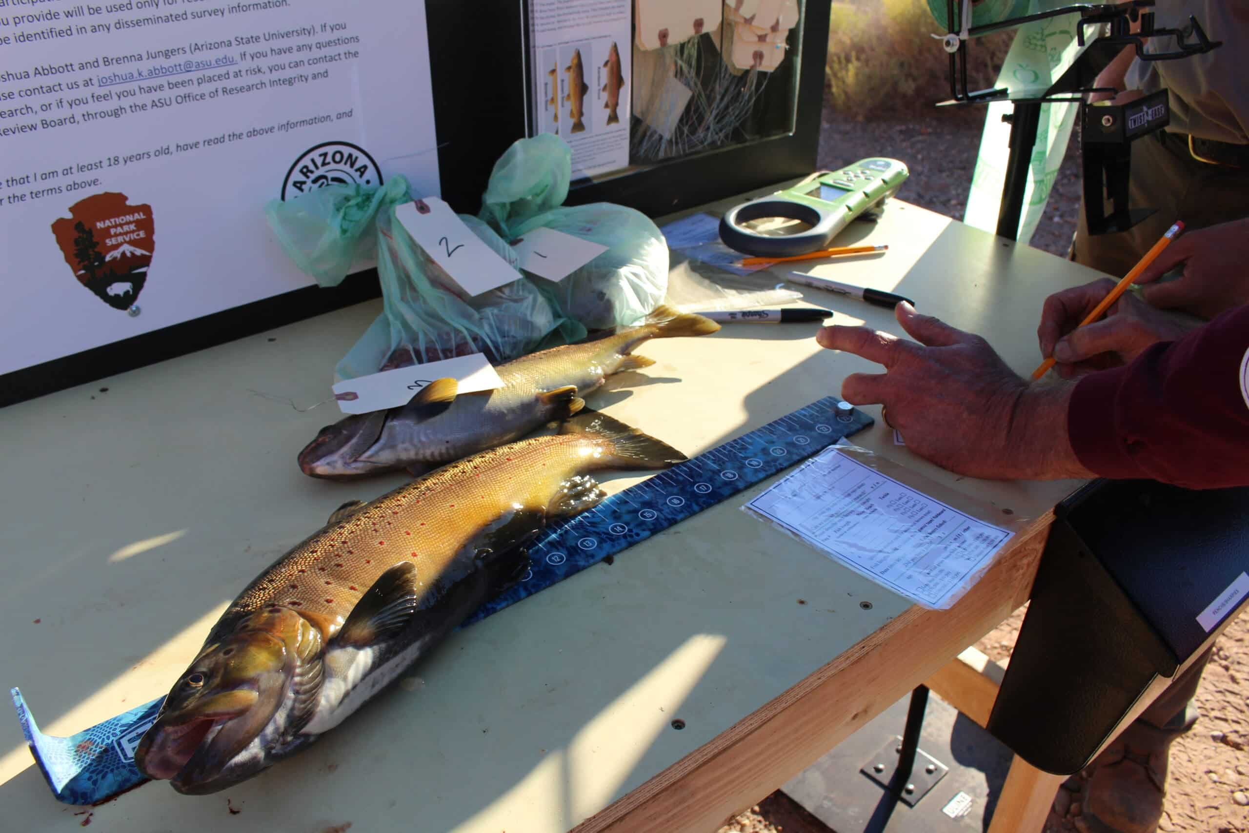 BROWN TROUT INCENTIVIZED HARVEST PROGRAM